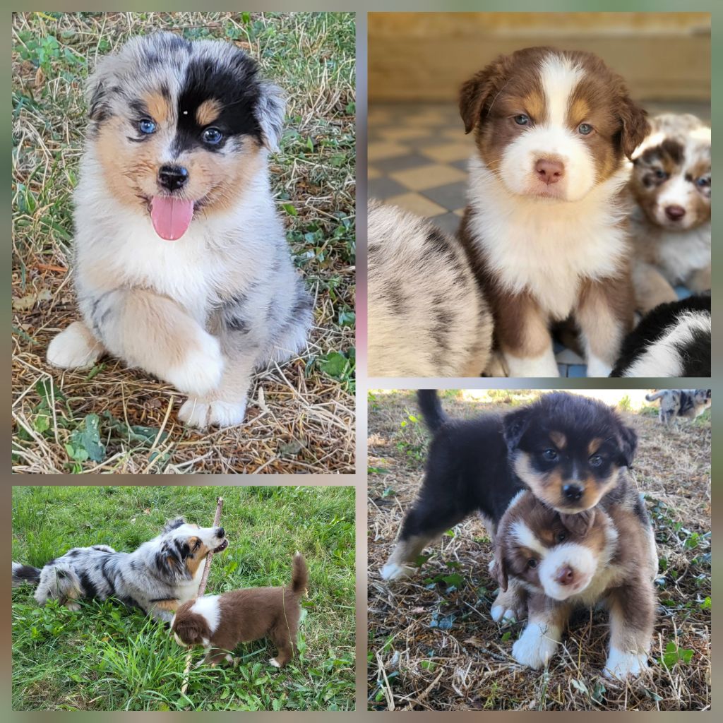 Chiots Berger Australien à reserver