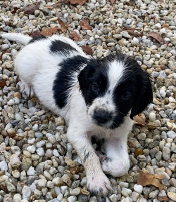 Véronique Gaudin De Villaine - Chiots disponibles - English Springer Spaniel