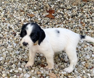 Véronique Gaudin De Villaine - Chiots disponibles - English Springer Spaniel