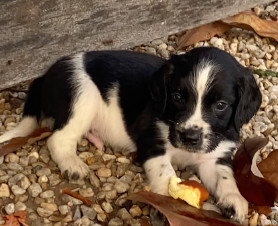 Véronique Gaudin De Villaine - Chiots disponibles - English Springer Spaniel